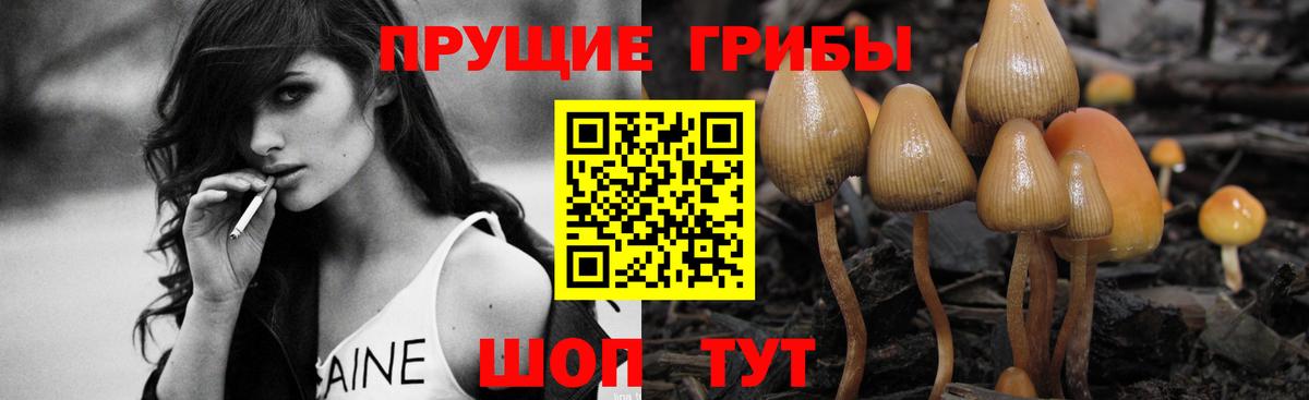 дарнет шоп  Вход с VPN  Майкоп  Псилоцибиновые грибы Cubensis 